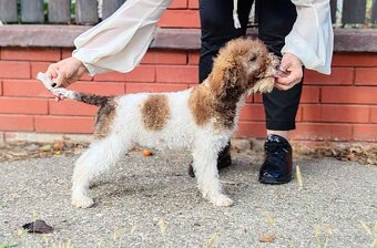 Šteňátka Lagotto Romagnolo - 4