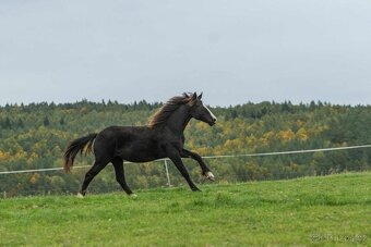 Welsh Cob klisna - 1,5 roku - 4