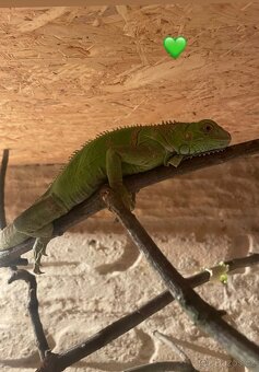 Leguán Zelený - 4