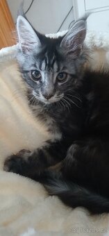 Mainská mývalí koťata s PP - 4