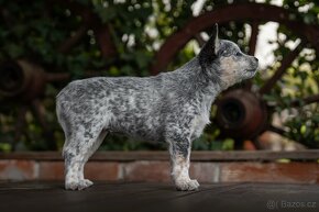 Australský honacký pes s PP - odber možný ihneď - 4