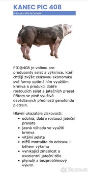 Selata k výkrmu - 4