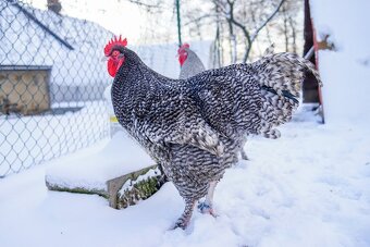 Mechelenky 🥚🐣 (násadová vejce i kuřátka) - 4