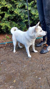 Spic shiba bilej - 4