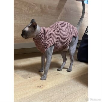 Oblečky pro Sphynx - 4