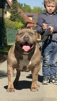 🇨🇿 KRYCÍ PES – American bully XL - 4
