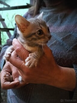 Kočka bengálská bez PP - 4