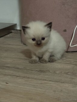 Ragdoll - 4