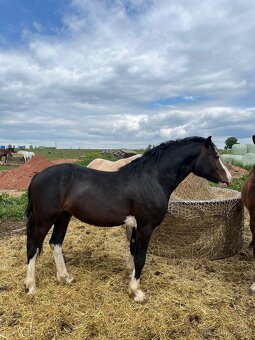 Připouštění Welsh Pony of cob type - 4