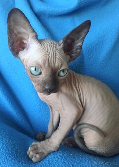 Kanadský sphynx - 4