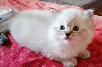 Ragdoll koťátka bez PP - 4