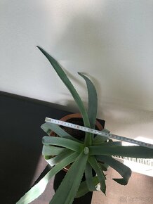 Aloe Vera 30 - 40 cm včetně květináče - 4