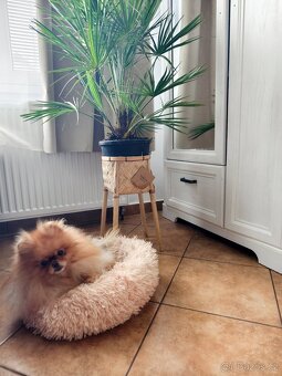 Pomeranian - typový pejsek s PP - 4