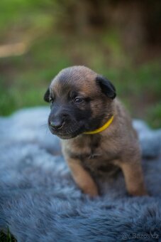 Belgický ovčák Malinois s PP - 4