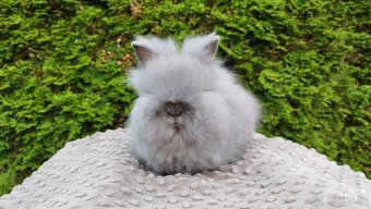 Zakrslý králík, králíček -(TEDDY)-FÍLA - 4