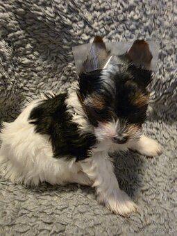 Jorkšířský teriér s PP - 4