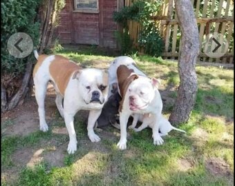 Americký buldok - 4