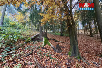 Prodej lesa, 6855 m², Jestřebí - 4