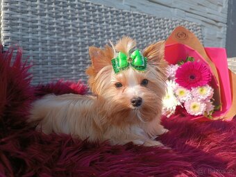 Golddust, Biewer jorkšírský teriér s PP - 4