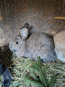 Králík - samice - 4