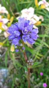 Zvonek hadincovitý - Campanula cervicaria 3000 semen 50 Kč - 4