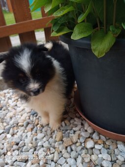 Šeltie x malý špic - 4