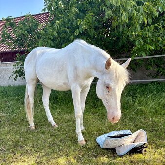 Appaloosa valach, 3 roky - 4