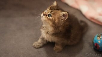 Koťata WHISKAS - 4