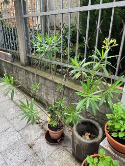 Oleandry - 4