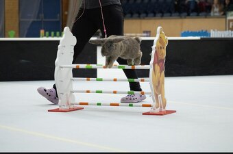 Sportovní králík s pp - Čávo - 4