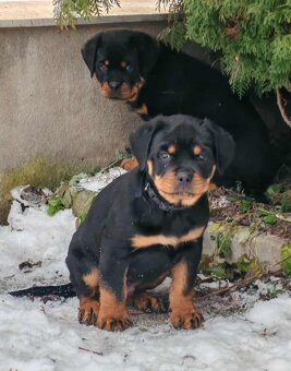 Rotvajler,rottweiler,RTV, šteniatka rottweilera - 4