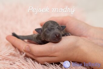 Italský chrtík s PP - 4