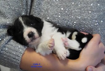 Border kolie s PP - kluci - 4