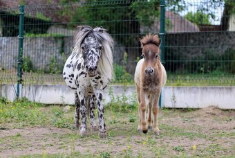 Prodám minihorse - miniappaloosa hřebeček - 4