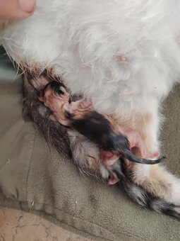 Mainska mývalí kočka - 4