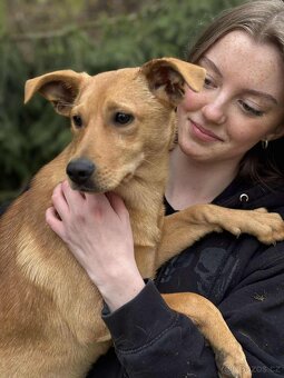 LEILA - štěně, fenečka 5 měsíců - 4