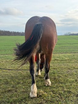 Mladý kůň NORD - 4