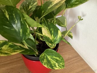 Potosy, Monstera minima - 4