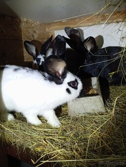Prodám kralíky - 4