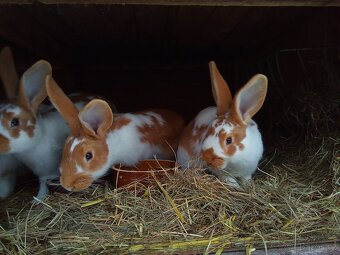 Hyla x burgundsky - 4