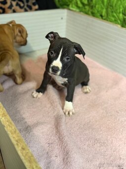 Americký stafordšírský terier - 4