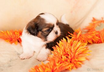 Shih-Tzu štěňatka (shi tzu, si-tzu, shitzu, si-cu) - 4