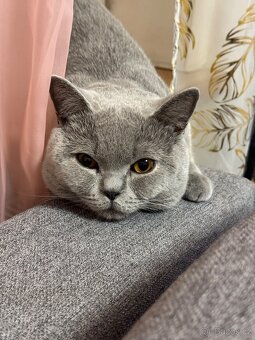 Bobo - 4