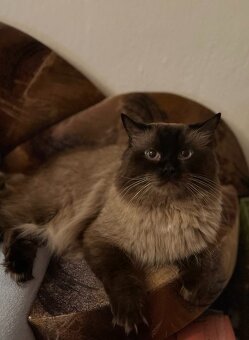 Ragdoll ke kryti - 4