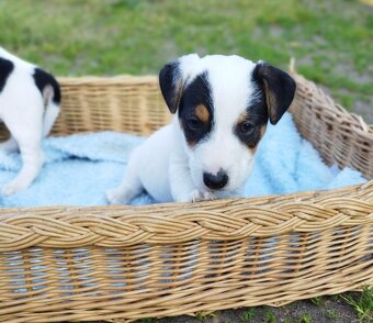 Jack Russell štěňátka - 4