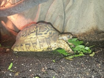 Želva Pardálí - 4