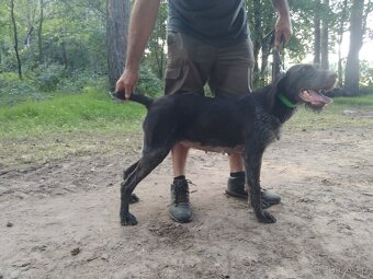 Německý drátosrstý ohar štěňata - 4