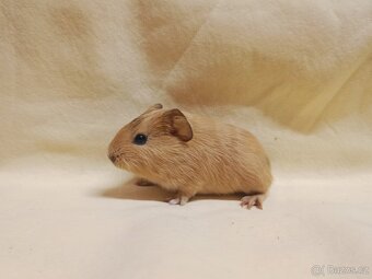 Miminko morče ♂️ - 4