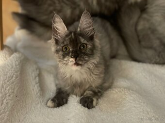 Mainská mývalí kočka, koťata s PP - 4