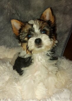 Biewer yorkshire terrier - 4
